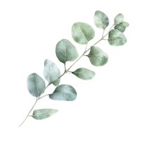 Eucalyptus