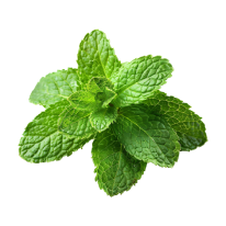 Peppermint