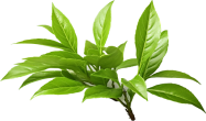 Tea Tree
